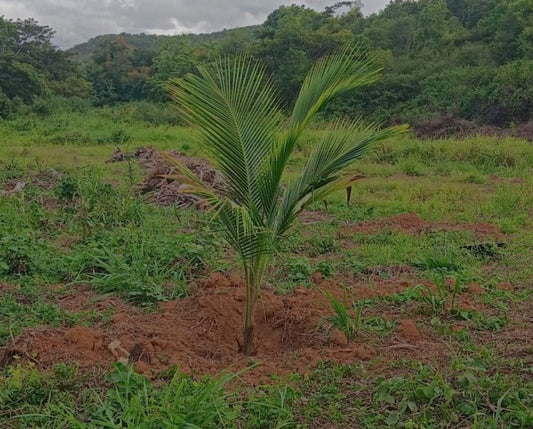 Visual de planta luego de trasplante.