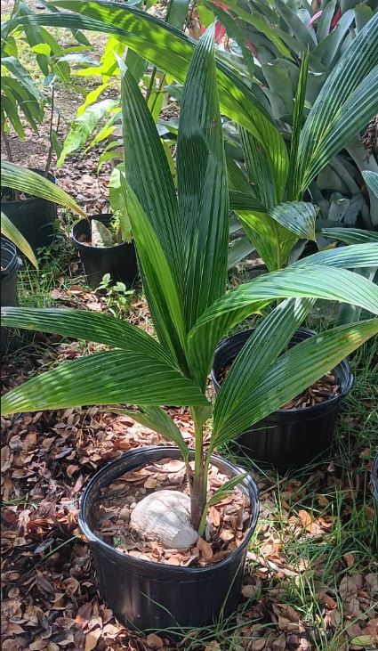 Palma de Coco Enano Verde Filipina en Puerto Rico (2'+) - Ceiba Verde