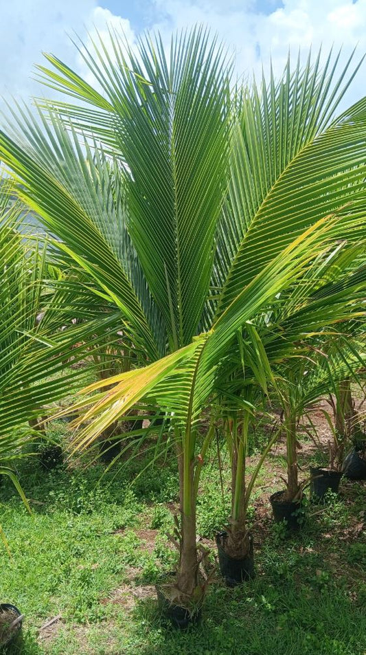 Planta en vivero.