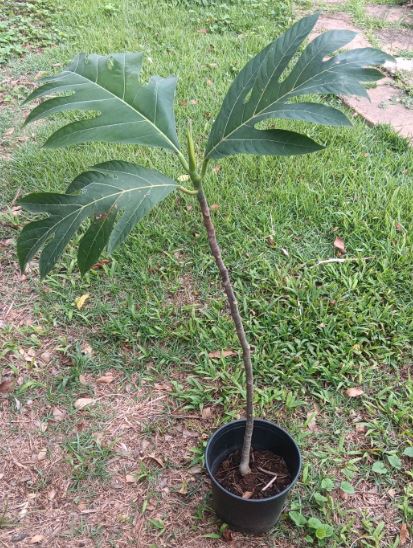 Pana de Pepita en Puerto Rico - Ceiba Verde